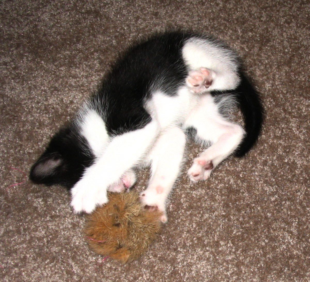 A black and white kitten on its back holding a toy