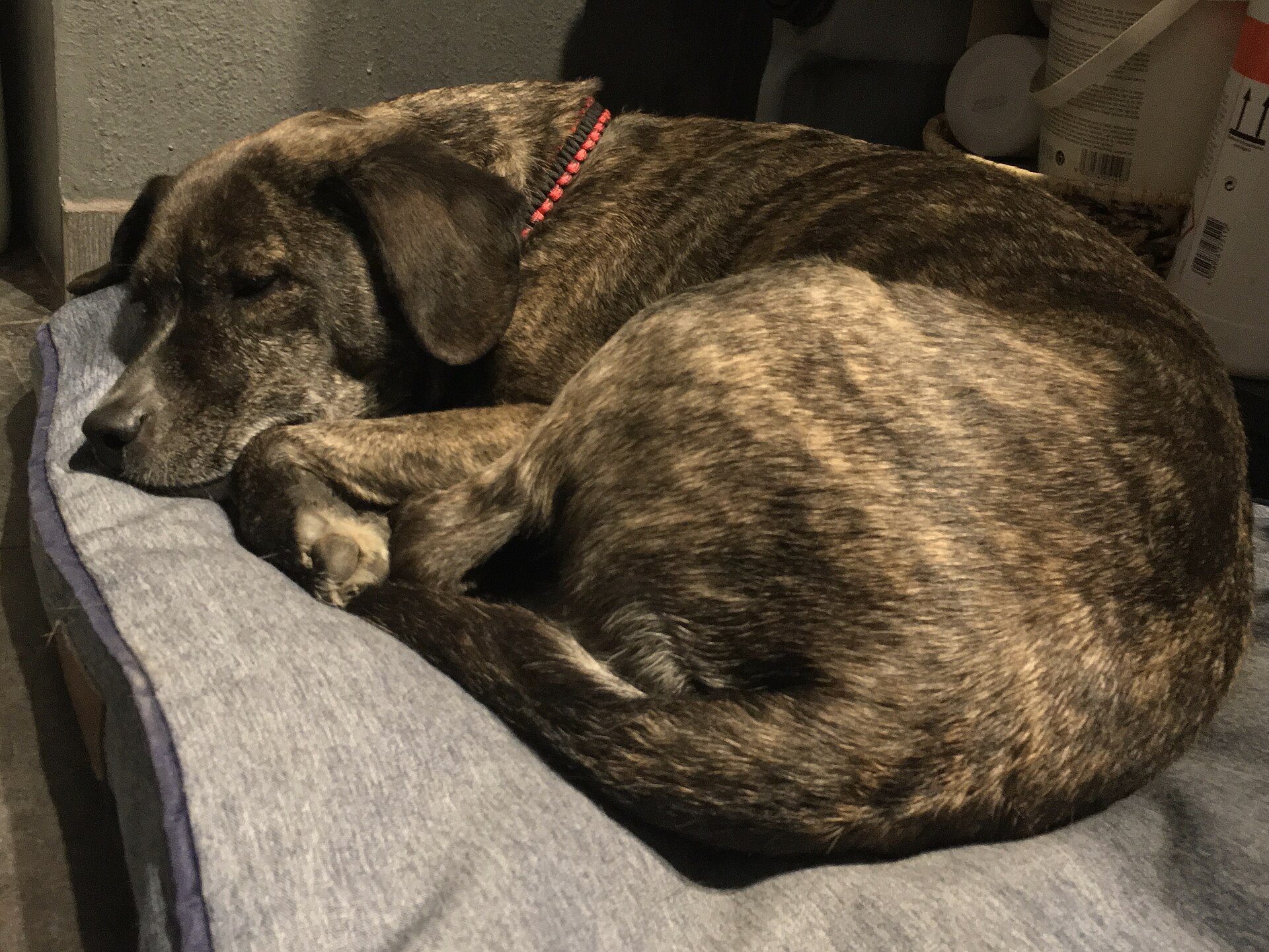 A brindle dog asleep on a padded grey bed