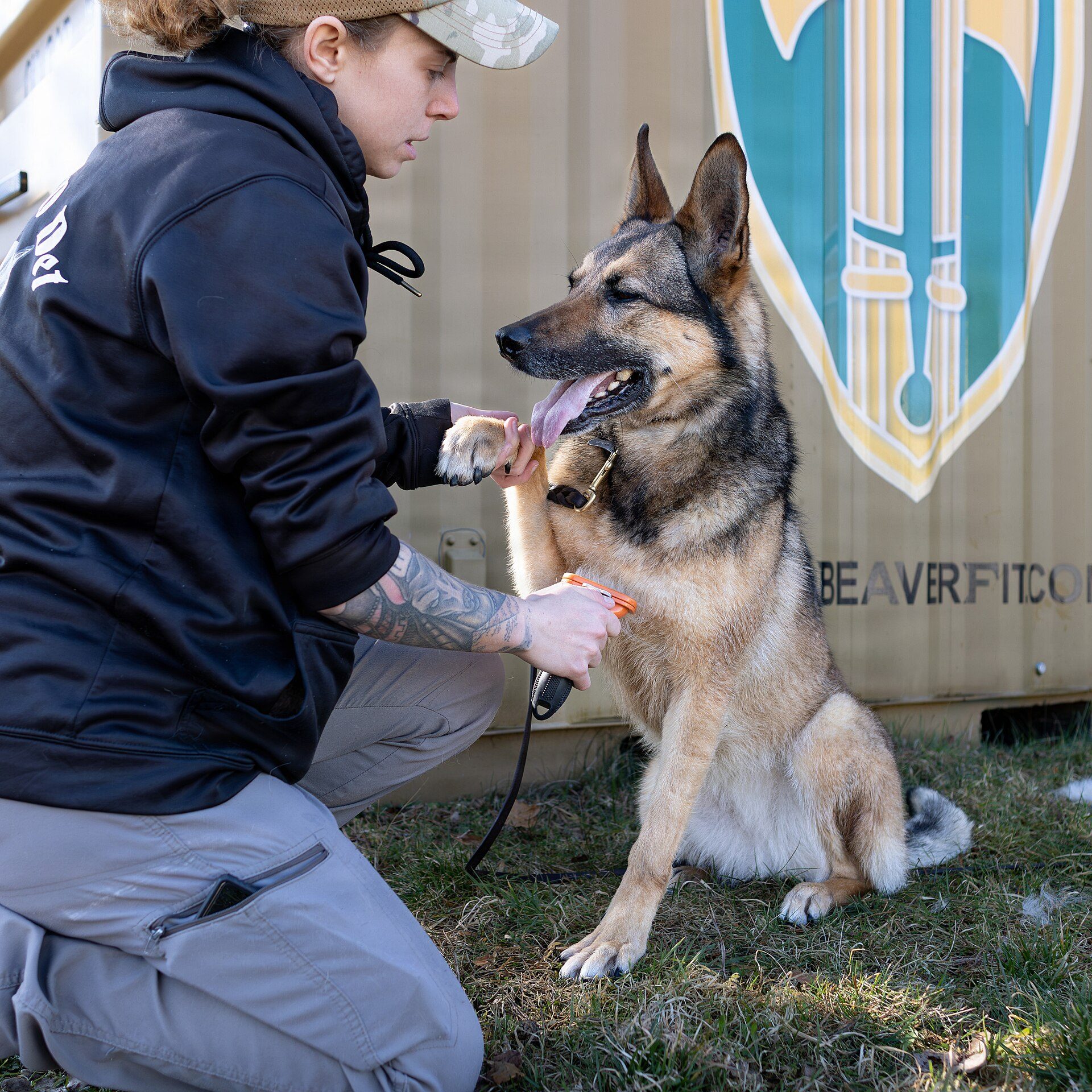 A handler brushing a German Shepherd outdoors