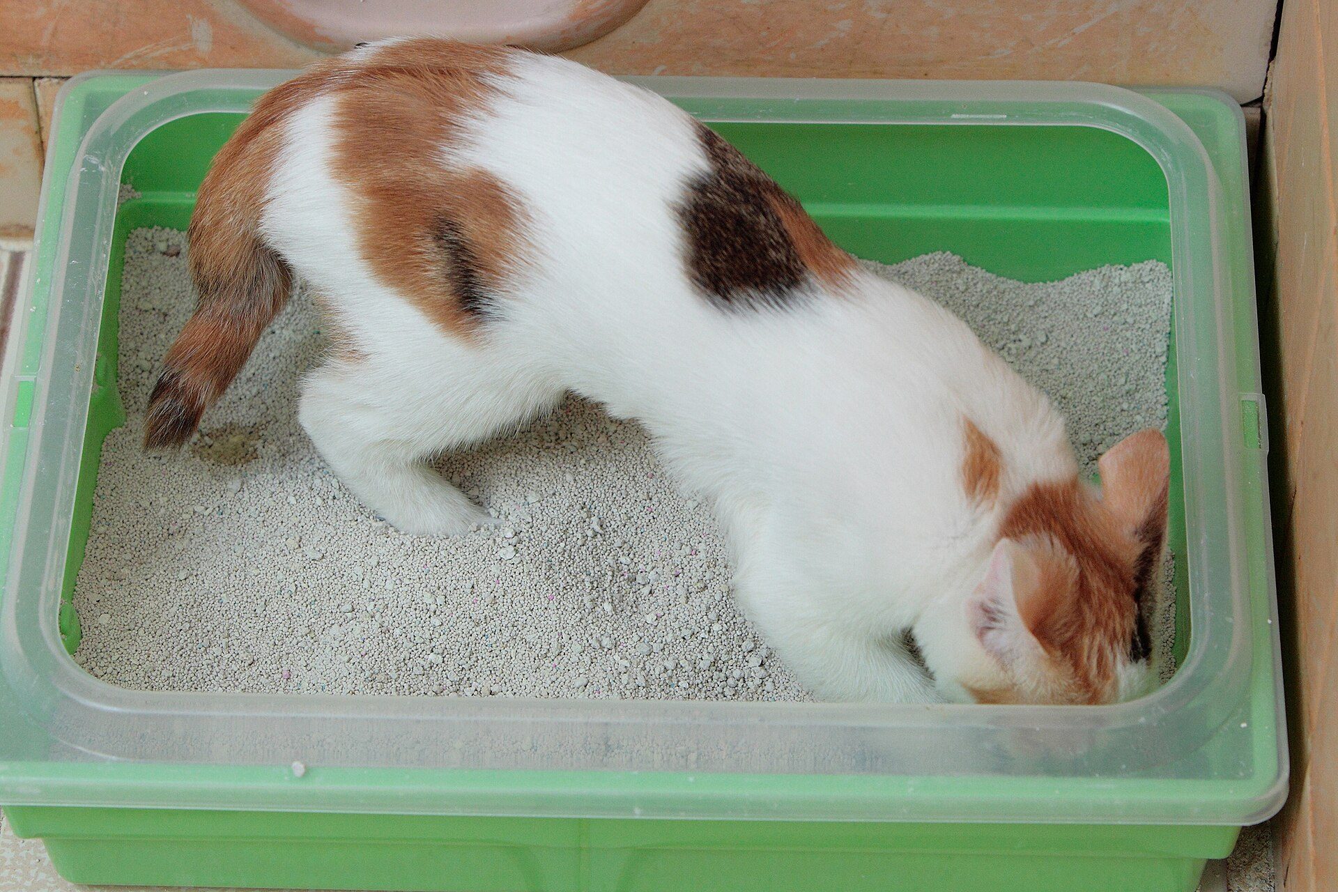 A calico kitten standing in a green litter tray
