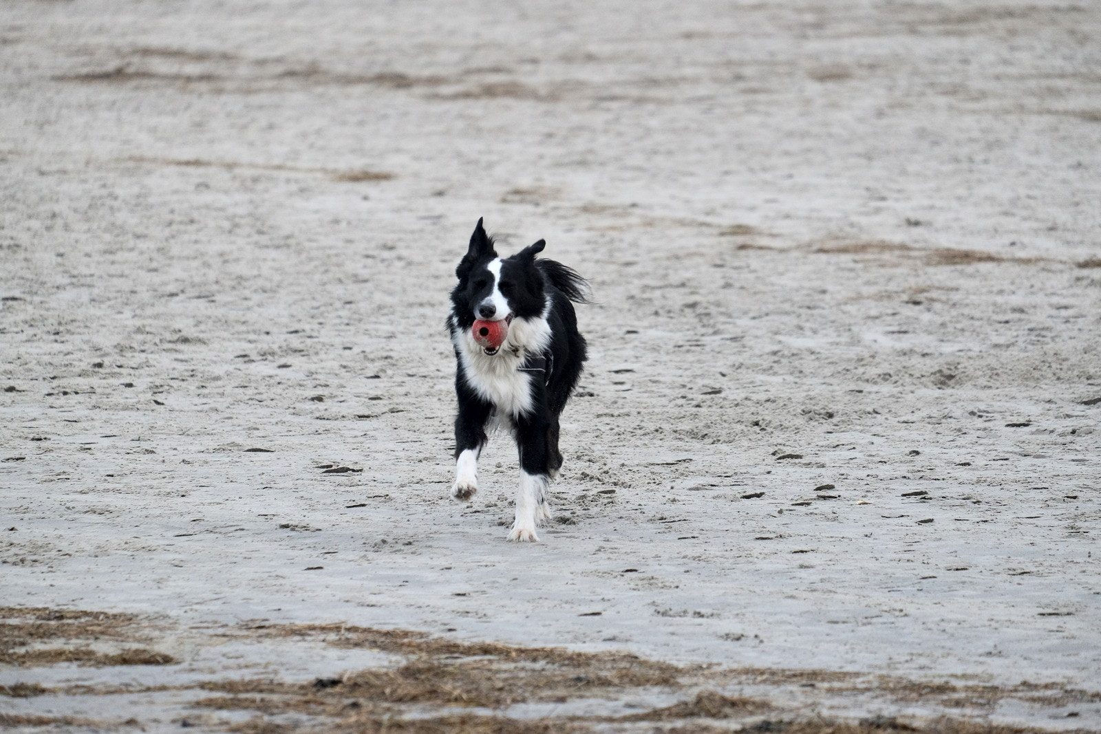 A black and white dog running on sand with a ball in its mouth