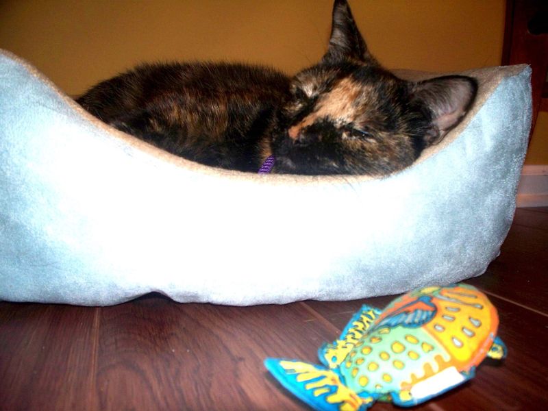 A tortoiseshell cat asleep in a round white bed