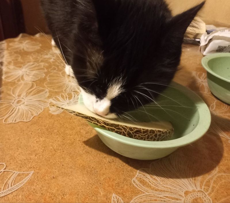 A black and white cat eating from a green bowl