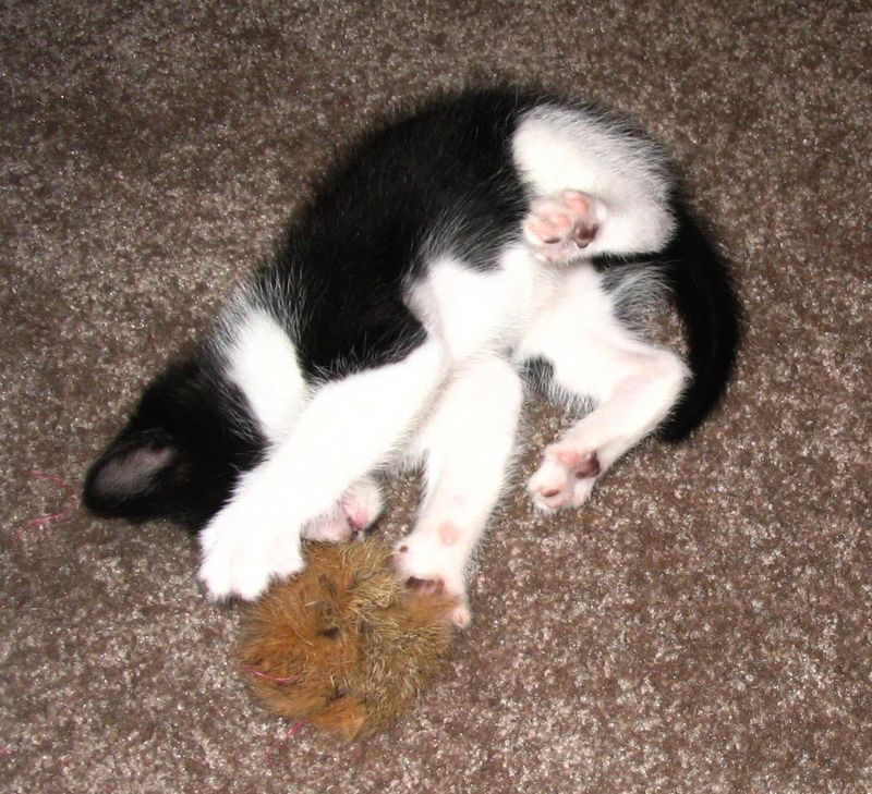 A black and white kitten on its back holding a toy