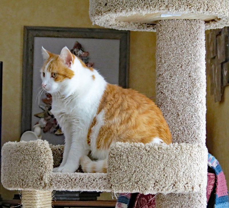 An orange and white cat sitting on a carpeted cat tree