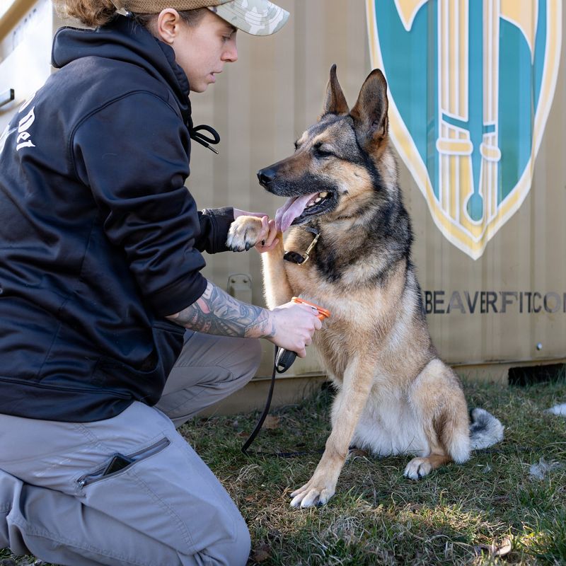 A handler brushing a German Shepherd outdoors