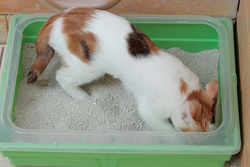 A calico kitten standing in a green litter tray