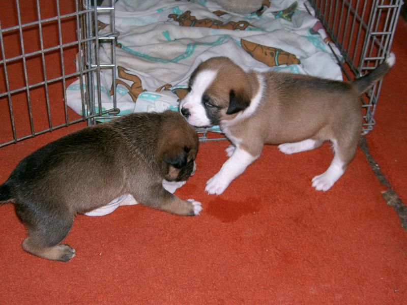 Two puppies playing on a red floor inside a wire pen